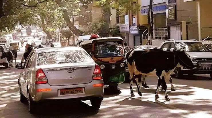 College Student Dies In Accident Due To Stray Cattle