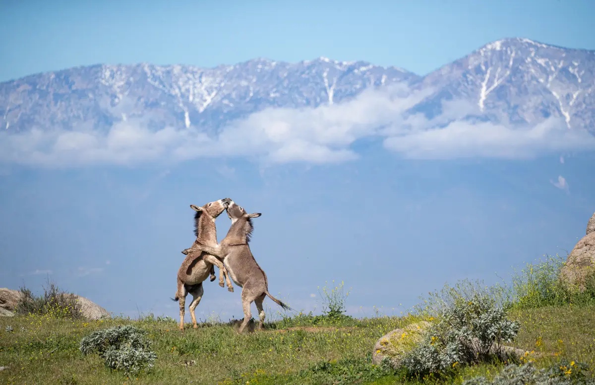 Riverside has a donkey dilemma. Can science offer clues for coexistence?