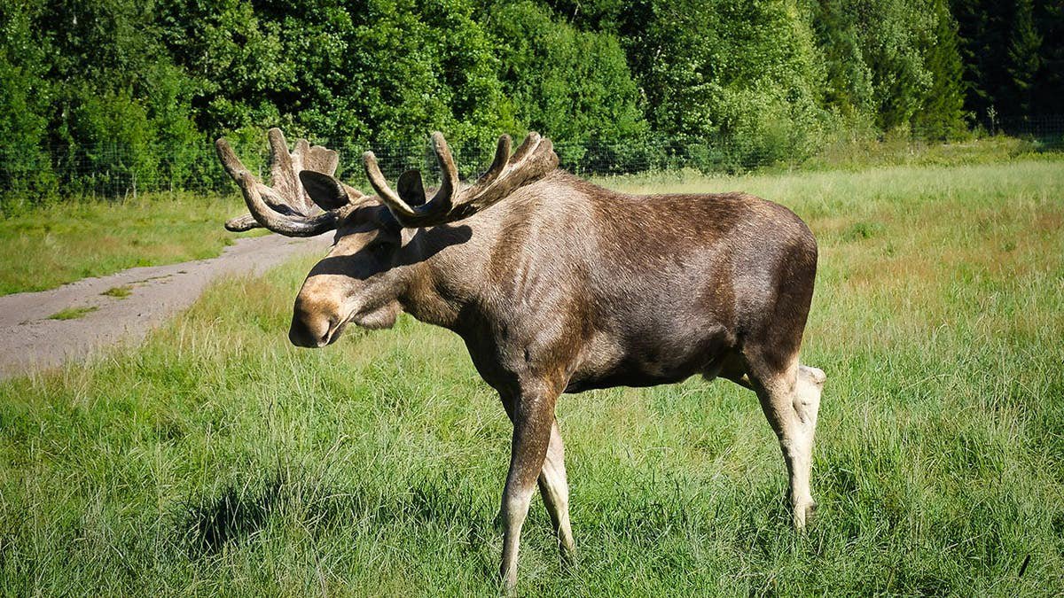 Enormous moose gets slammed to the pavement in viral video of a street brawl in Colorado
