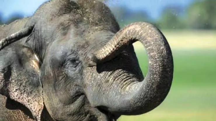Villagers Panic As Stray Jumbo Ambles Across Roads In Gudalur