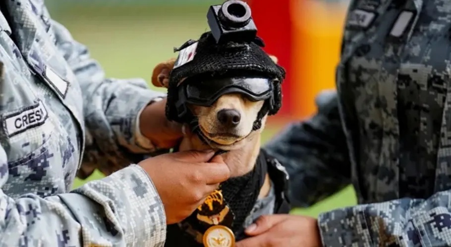 Tiny but Tough: Meet Comando, Mexico’s Unusual National Guard Recruit