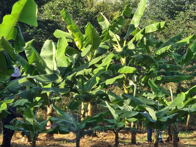Man, 20, found dead in banana plantation in Kisumu as suspect is arrested