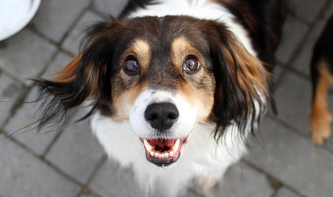 Canine expert says ‘golden rule’ can stop dogs barking – no shouting needed