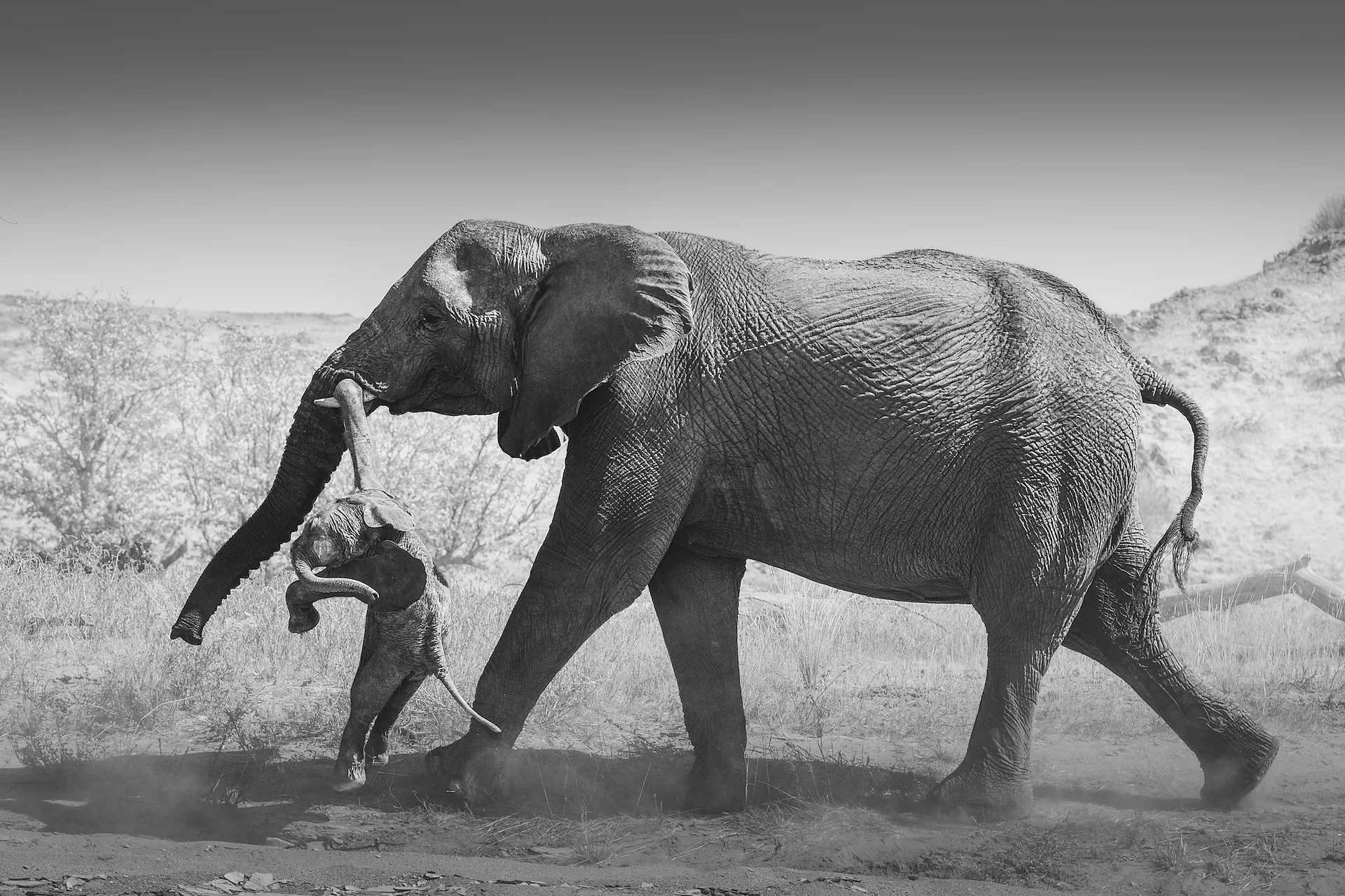 ‘A window into its soul’: The rare elephant behaviour that reveals the depths of their emotions