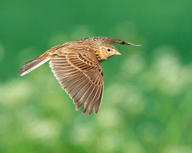 ‘Shocking and sobering’: UK bird populations fall to lowest level on record