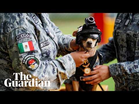 Comando the chihuahua adopted by the Mexican national guard – video