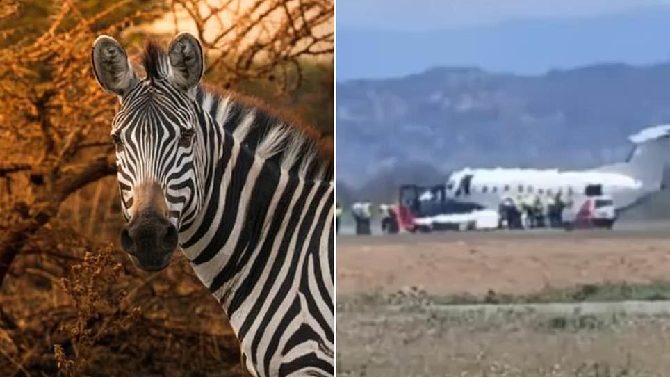 Safari plane makes emergency landing after hitting a ZEBRA in Tanzania