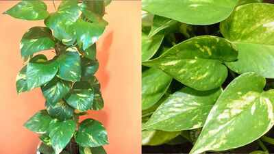 Simple tips to decode your money plant’s changing colors