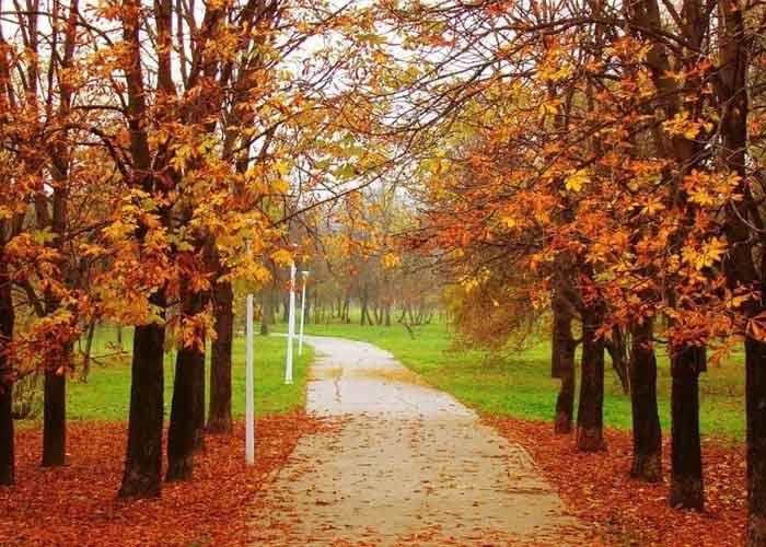 Migratory Birds, Turtle Doves and Changing Chinar Leaves Signal Autumn’s Arrival in Kashmir
