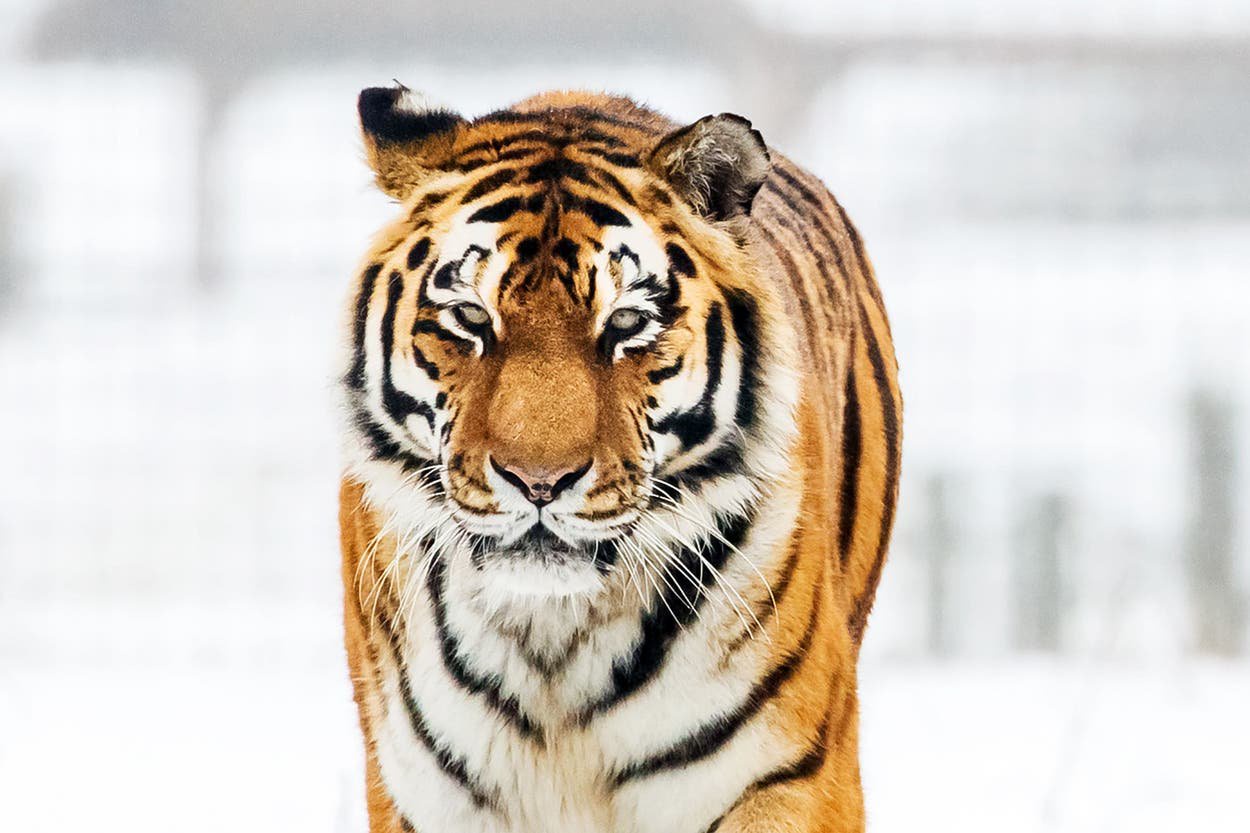 Man dies after entering tiger enclosure at Yorkshire Wildlife Park