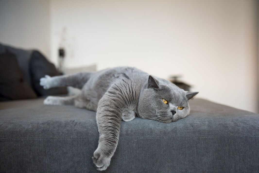Seven cat breeds that suffer most from separation anxiety and being left alone