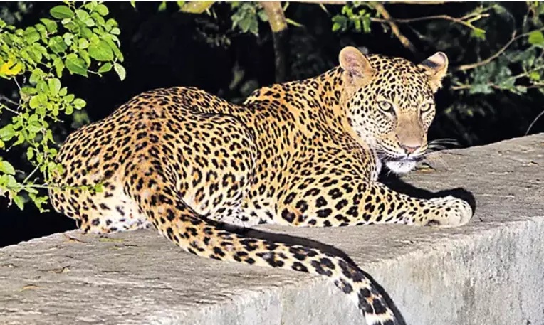 Leopard Spotted Near Tirumala; Creates Panic among Devotees