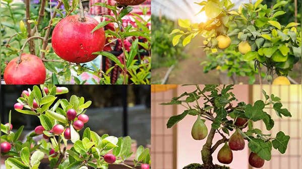 7 fruit trees that can grow in small pots: Easy options for a compact home garden