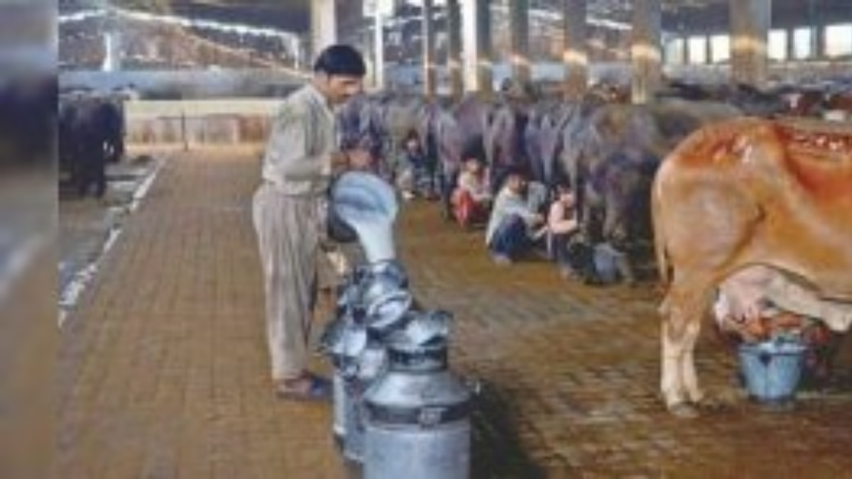 Dairy farmers urge immediate notification of revised milk prices