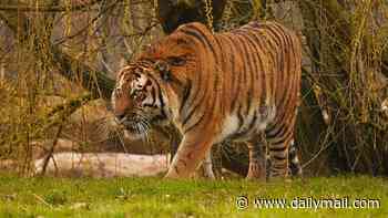 Tiger victim ‘was on all fours, praying and bowing’ to the animal before it mauled him to death at UK zoo – as people frantically tried to save his life
