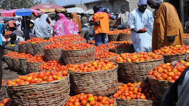 Tomato Prices Rise To N7,000 Per Paint As Pepper Gets Cheaper In Lagos