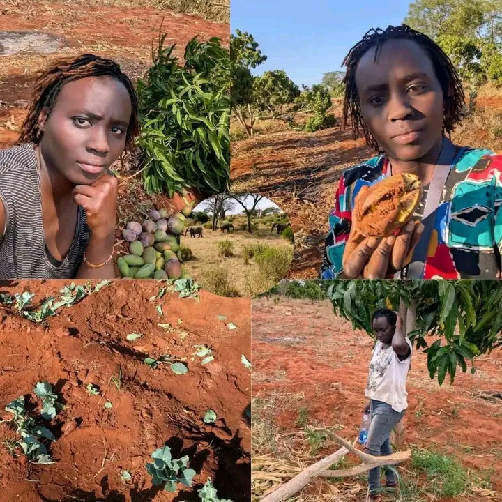 Kenyan Woman Who Returned Home After 2 Decades Abroad Heartbroken After Elephant Invaded Her Farm
