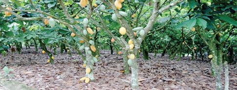Why the fight against illegal mining must begin with protecting the land that sustains Ghana’s cocoa industry