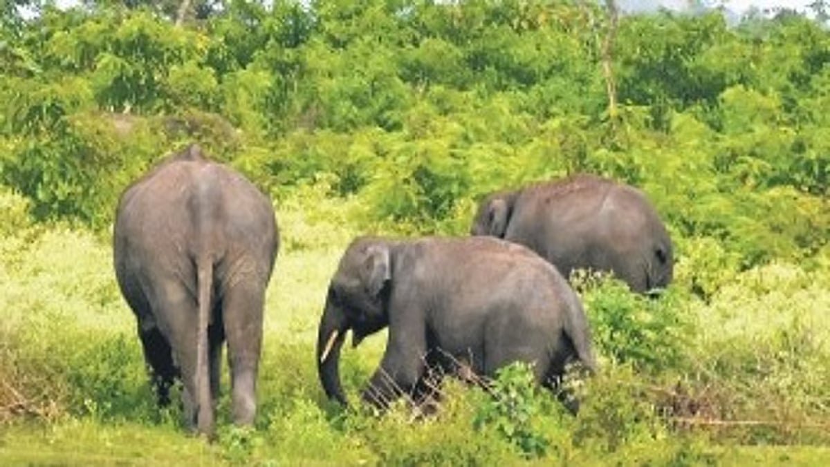 Conflict grows as Odisha approves Hidsing irrigation project in elephant corridor