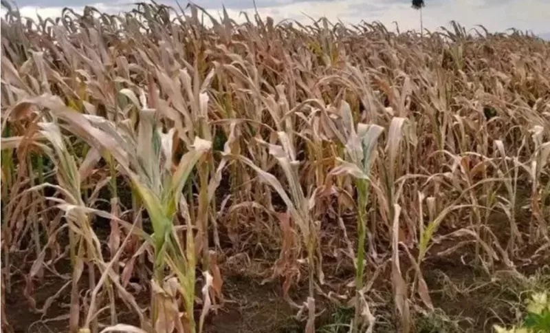 Food prices likely to rise further before rains offer hope of relief, CBK survey warns