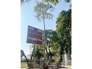 Sacred Bodhi tree reaches full foliage at Lahore’s National Bank Park