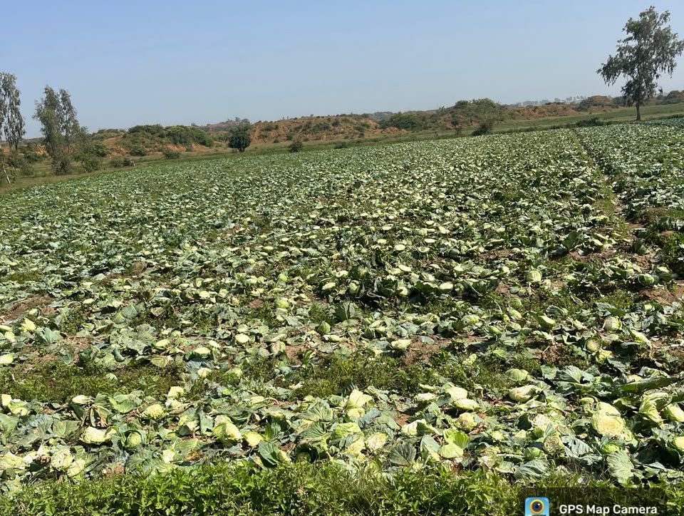 Troops launch manhunt for suspected herders over destruction of cabbage farm in Plateau