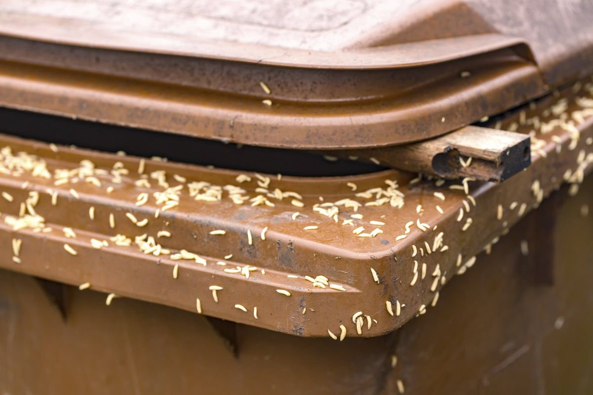 Binman’s simple step to stop maggots in wheelie bin but ‘people don’t want to do it’