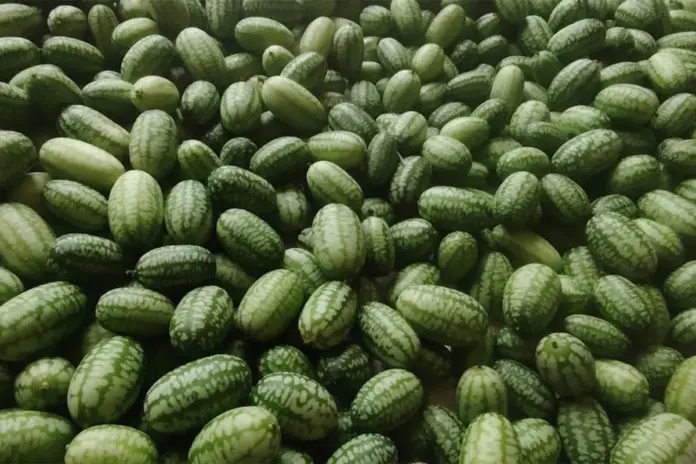 Cucamelons: A tiny fruit with big potential for Gauteng farmer