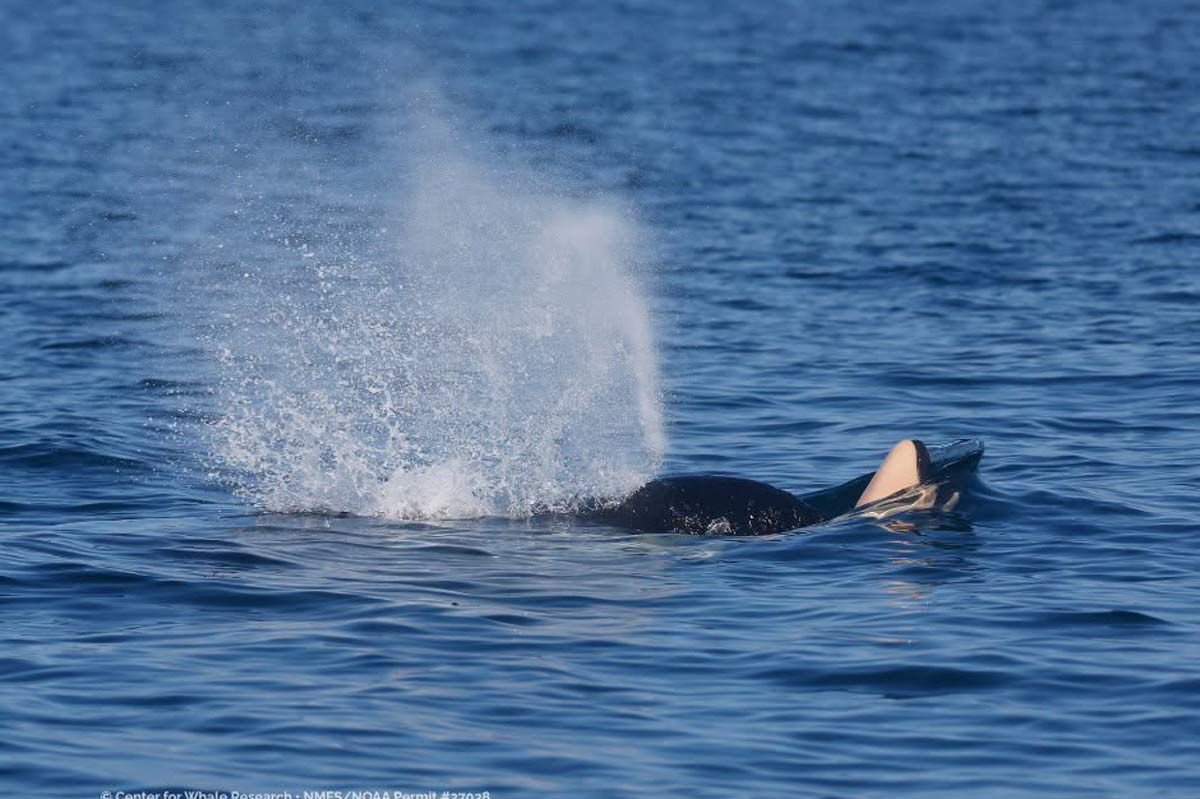 Grieving Orca Spotted Carrying Her Dead Calf on Her Nose Over a Year After a Pod Member Exhibited the Same Behavior