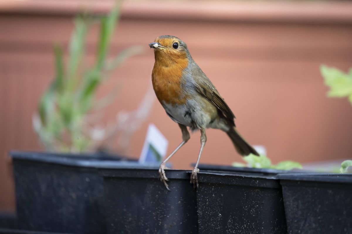 Gardeners told ‘don’t feed birds seeds’ within next 17 days