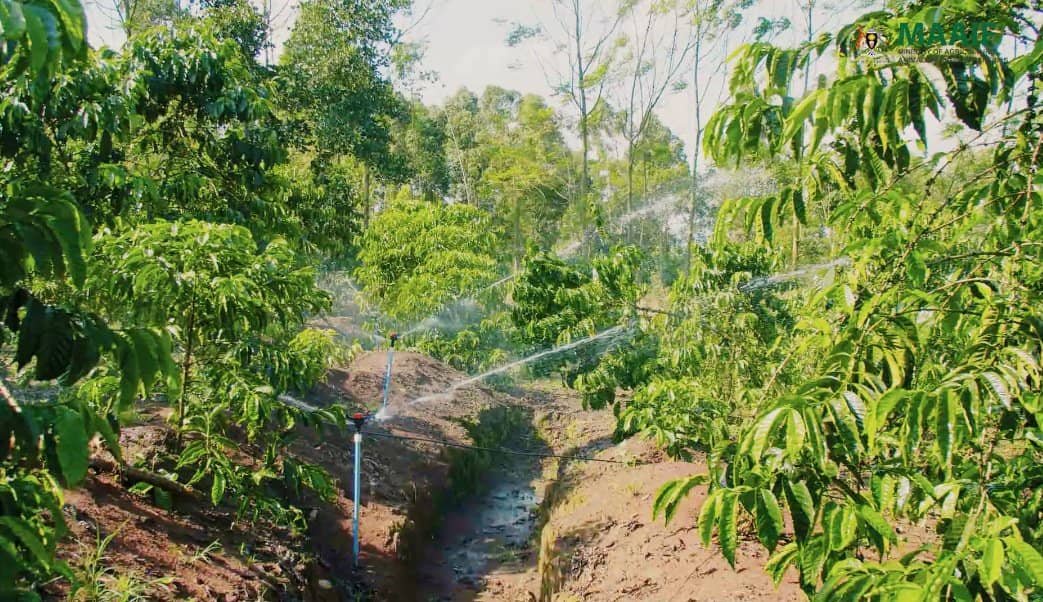 Sinking Shs500bn in the Sun: How Uganda’s Solar Irrigation Dream Turned to Dust