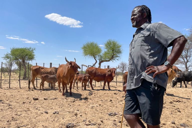 Namibia battles cattle disease outbreak as EU suspends several meat imports