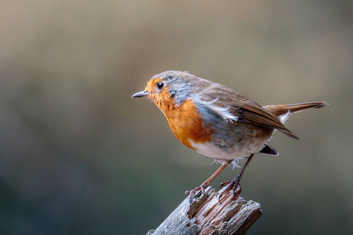 Attract robins to your garden all autumn long by putting the right food outside