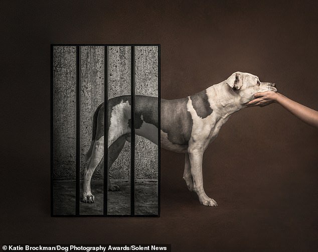 The best in show from the 2026 Dog Photography Awards