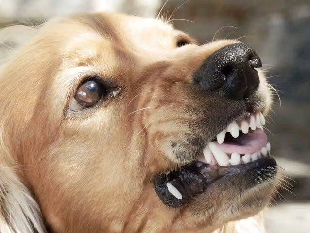 If a Dog Attacks You, Do Not Run or Scream – Do These Things to Save Yourself