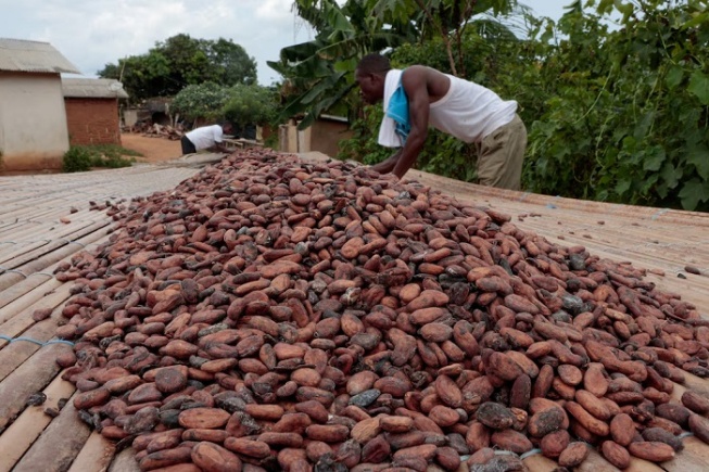 COCOBOD Raises GH¢16.3 Billion Through Ghana Stock Exchange to Finance Cocoa Purchases