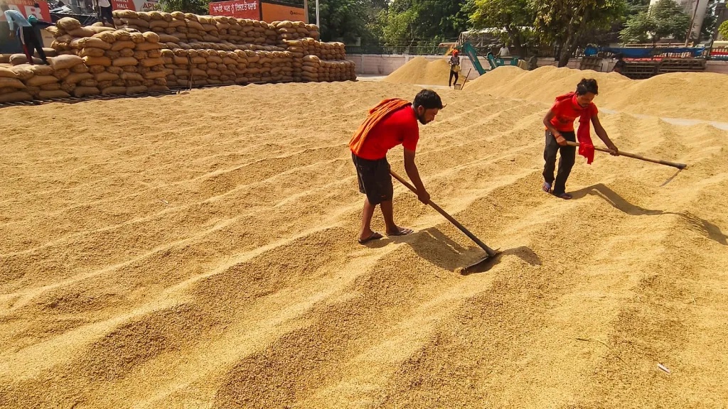 A first, Punjab fixes paddy procurement target for each mandi; farmers question move