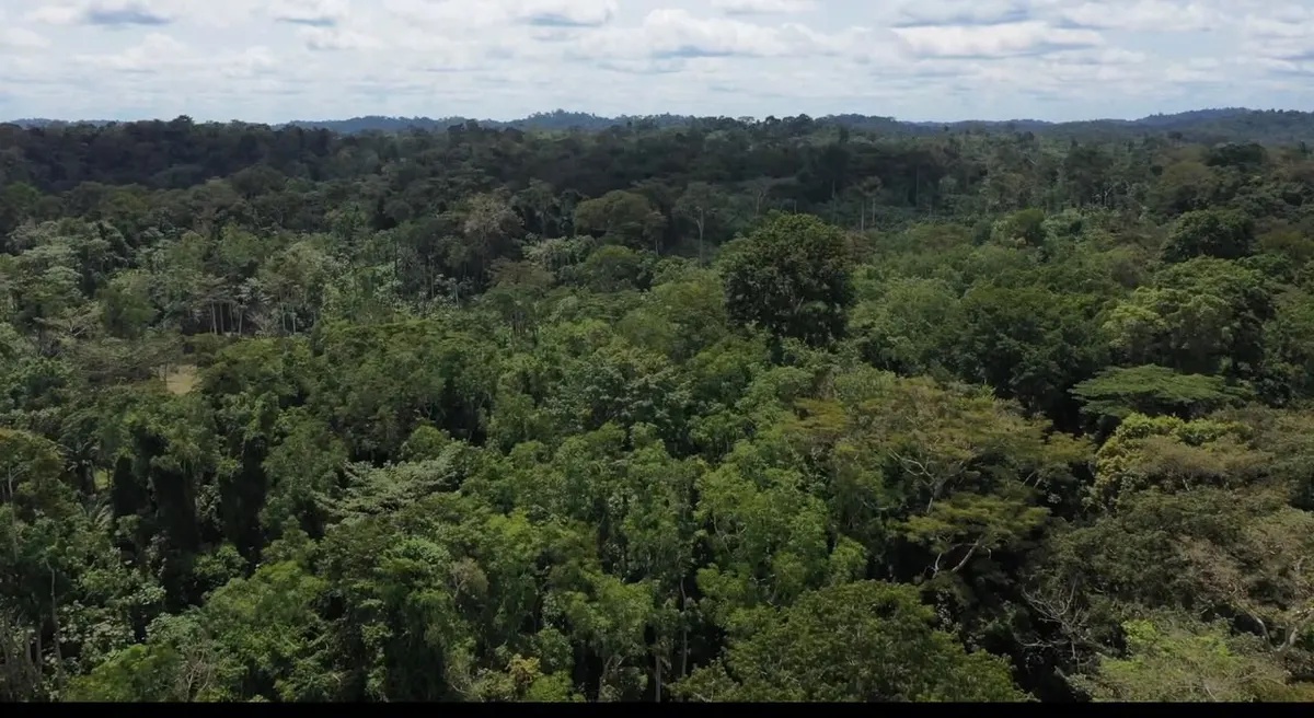 Galamsey Fight: Forestry Commission to deploy armed teams and surveillance technology in Subri Forest Reserve
