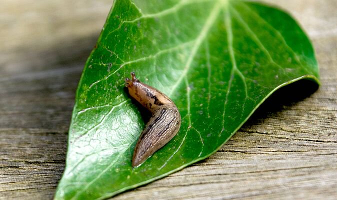 Slugs will avoid gardens if gardeners grow this 1 beautiful plant they hate