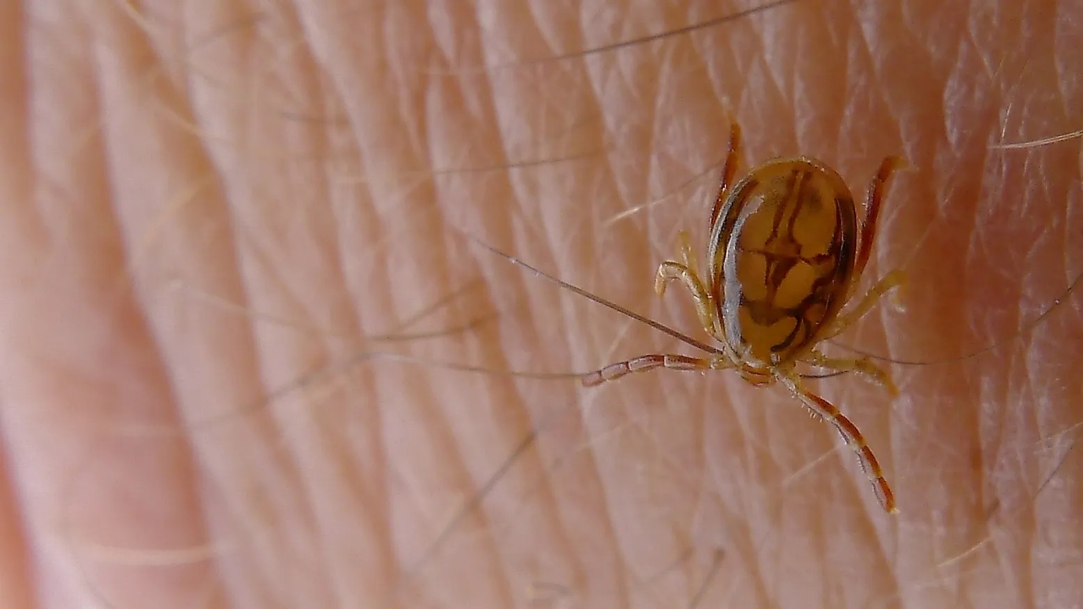5 Tick Infested Areas In South Australia