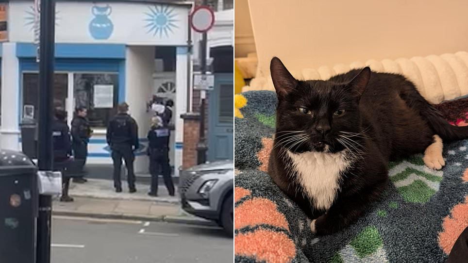 RSPCA told to let woman see body of cat as she sues charity for £500k