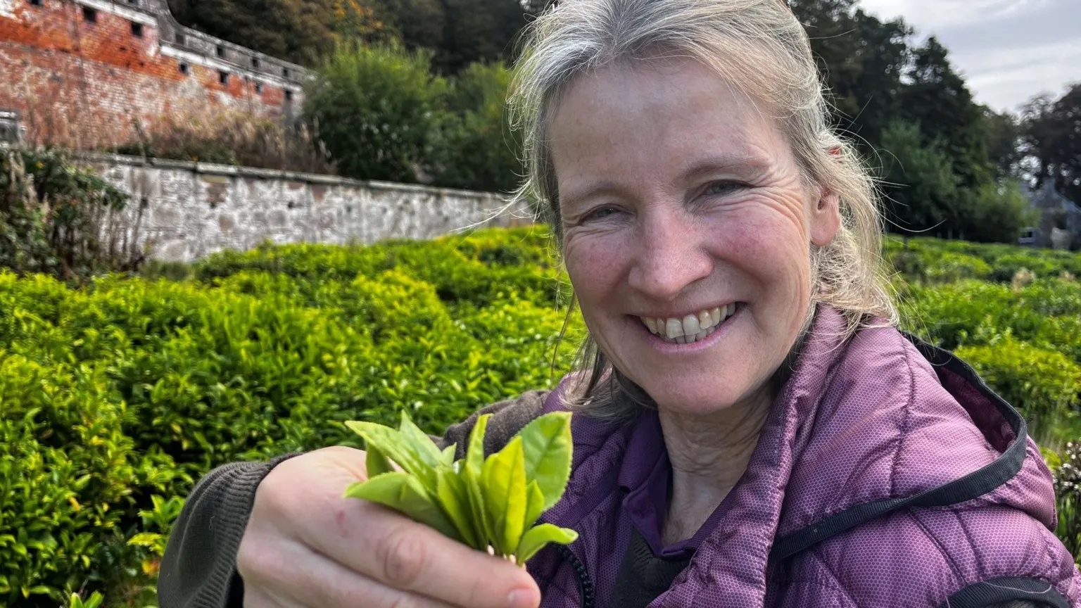 More tea? How Scotland’s crops of the future could be set to change