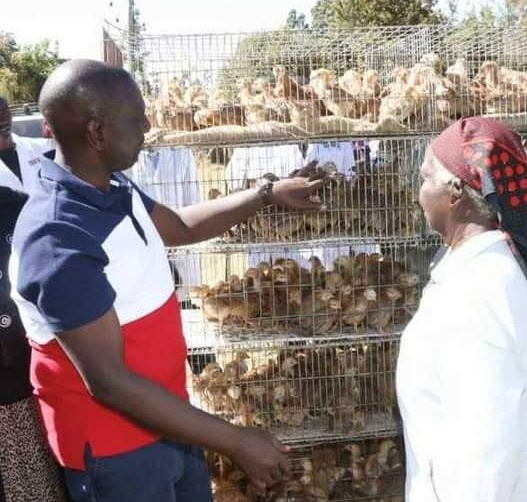 Ruto Reveals How Rachel Brought 5,000 Chickens From India to Start Their Poultry Business