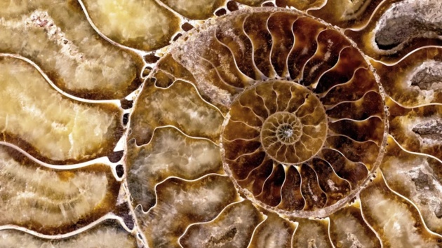International Geodiversity Day: Discovered fossils you didn’t know about