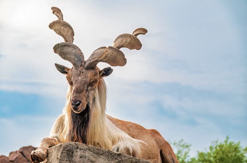 Slight rise in near-threatened markhor population: Survey