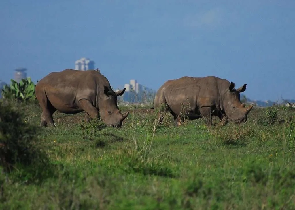 Inside The Kenyan Lodge Built Into A River Gorge Where Guests Wake Up To Wildlife