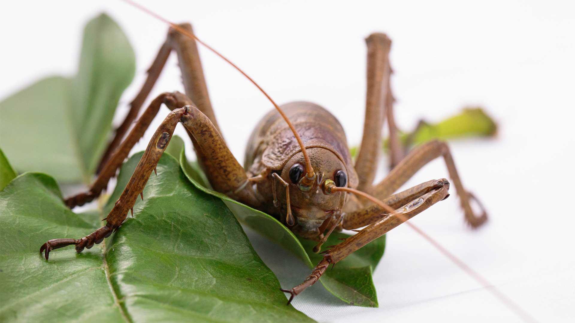 ‘Entirety of your hand’: World’s heftiest and most horrifying insect brought back from extinction — it’s heavier than a mouse