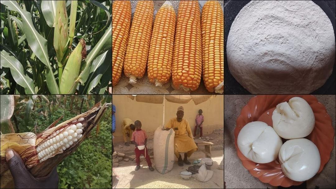 SPECIAL REPORT: What are Nigerians eating? Tracing TELA maize from farms to dinner tables (I)