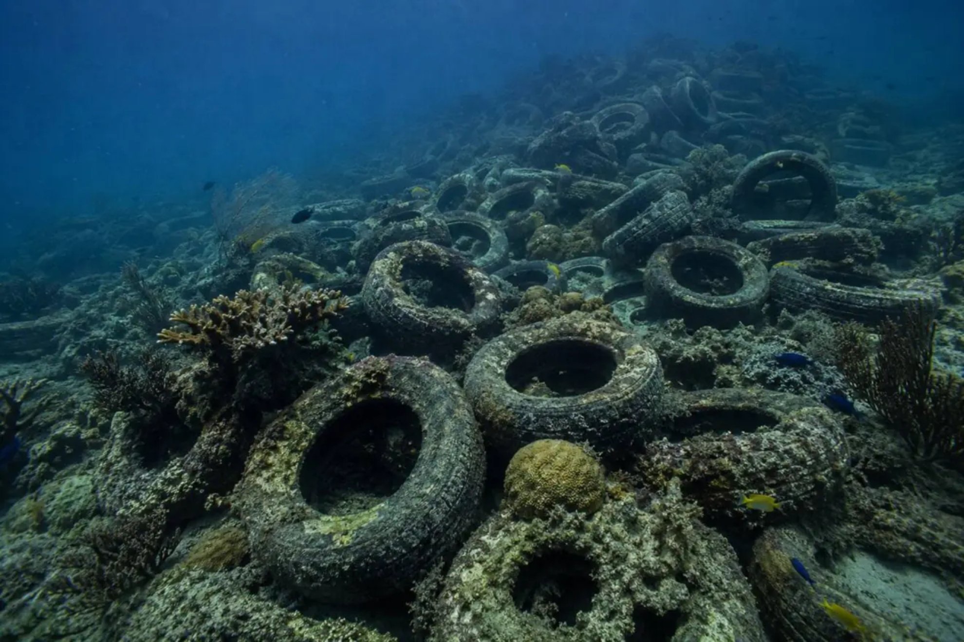 They dumped two million tires into the sea to create a habitat for fish: years later, everything has changed