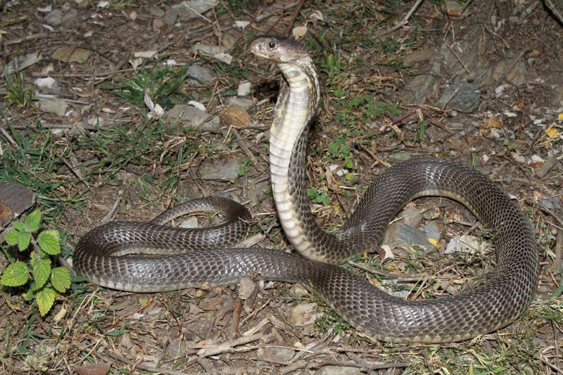 2 deaths due to Caspian cobra bites documented in Chamba